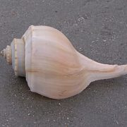 Channelled whelk